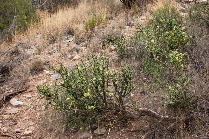Koeberlinia spinosa image