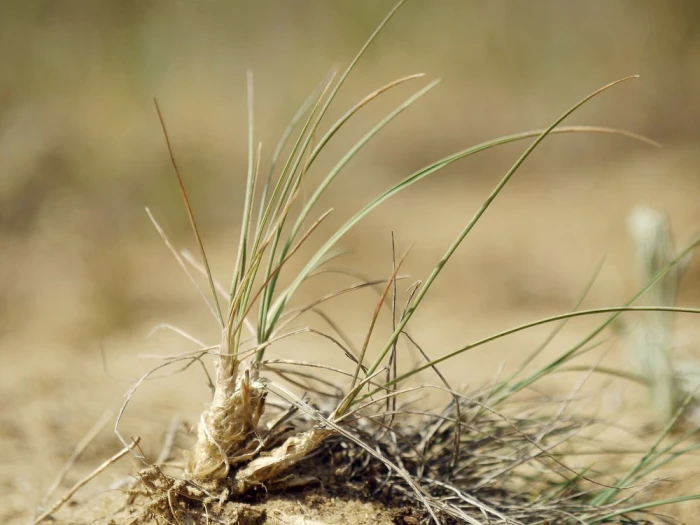 Koeleria glauca image
