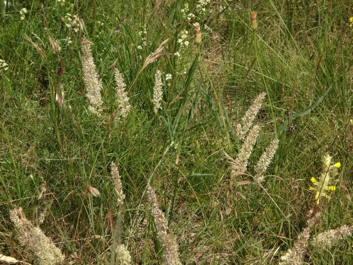 Koeleria macrantha image