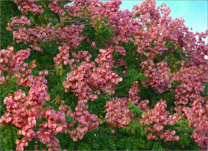 Koelreuteria bipinnata image