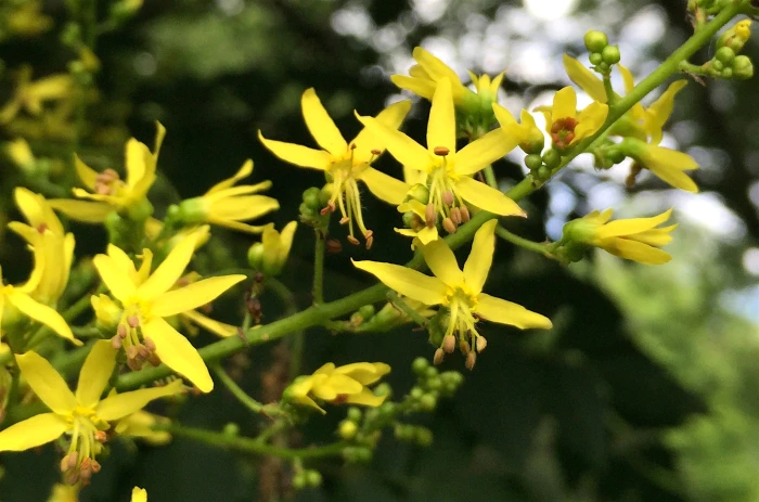 Koelreuteria paniculata image