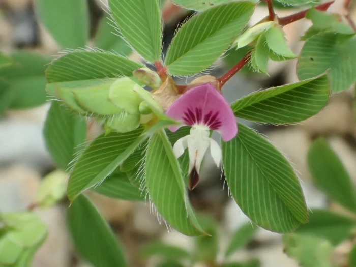 Kummerowia stipulacea image