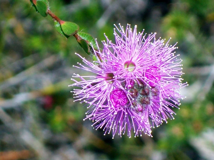 Kunzea capitata image
