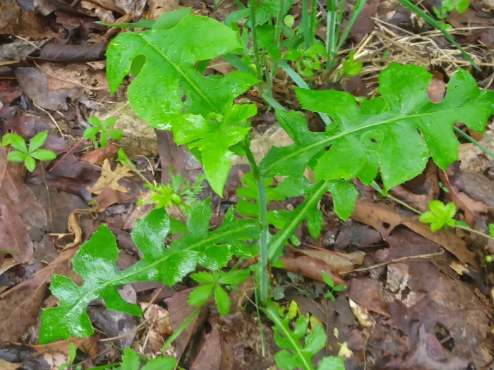 Lactuca hirsuta image