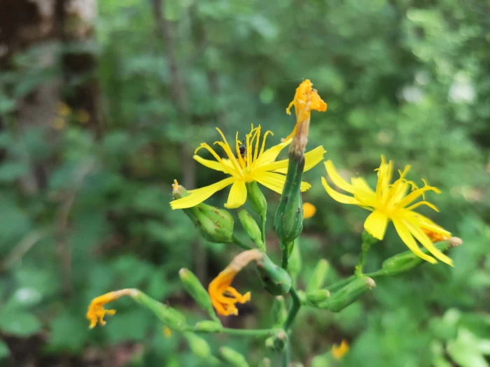 Lactuca quercina image