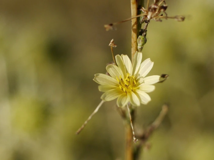 Lactuca saligna image