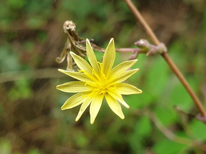 Lactuca virosa image