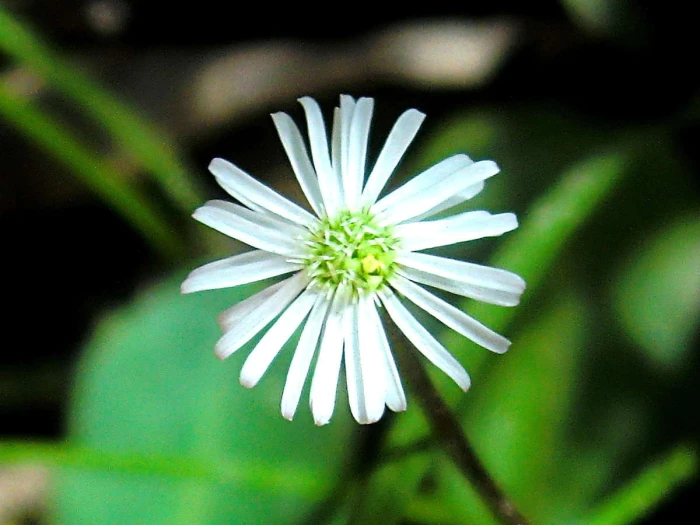 Lagenophora stipitata image