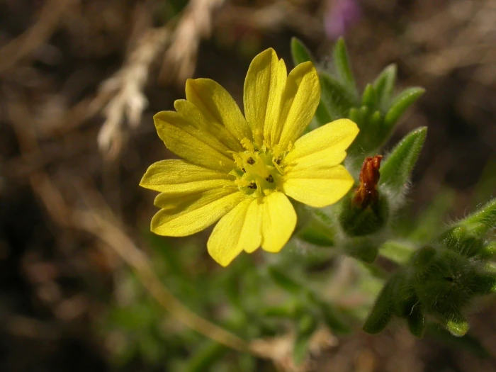 Lagophylla ramosissima image