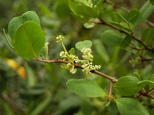 Laguncularia racemosa image