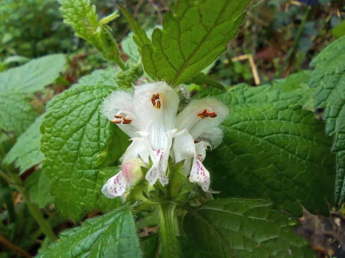Lamium flexuosum image