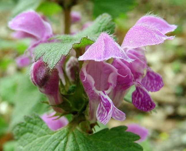 Lamium maculatum image