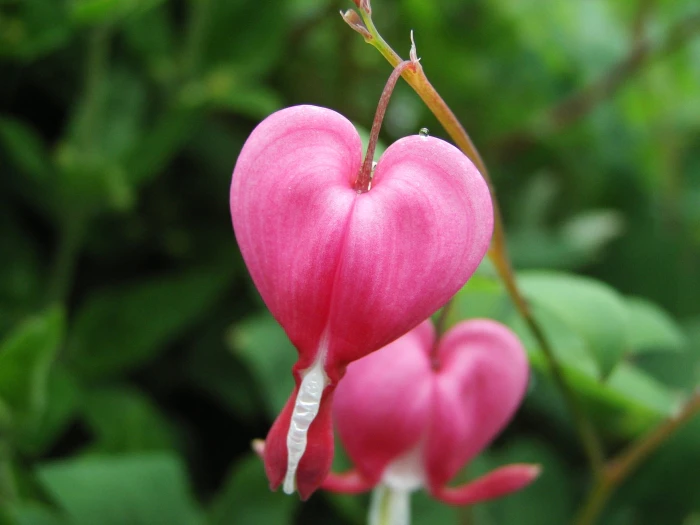 Lamprocapnos spectabilis image