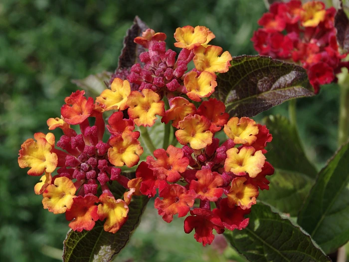 Lantana camara image