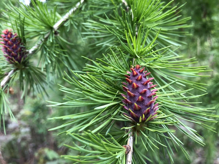 Larix decidua image