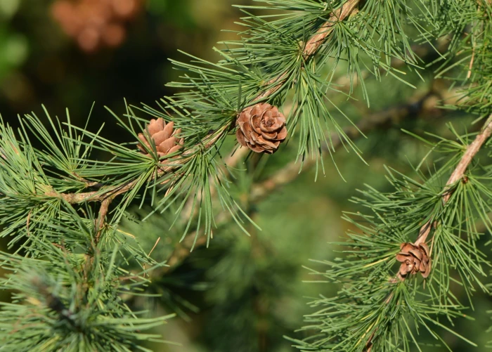 Larix laricina image