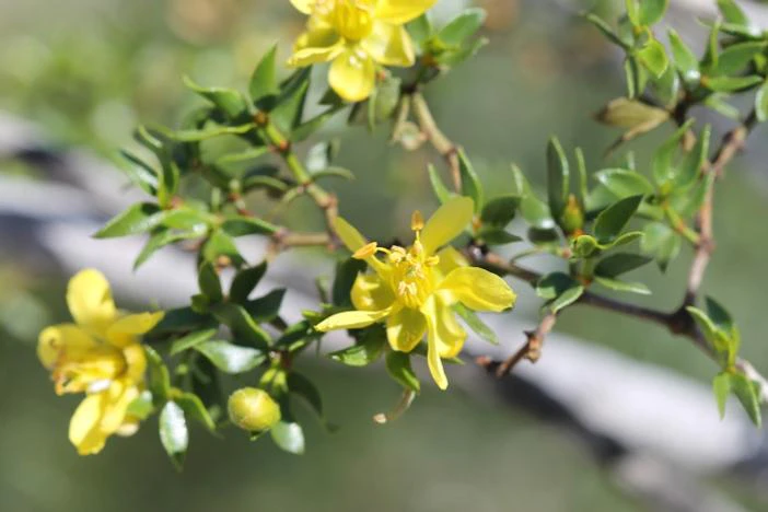 Larrea tridentata image
