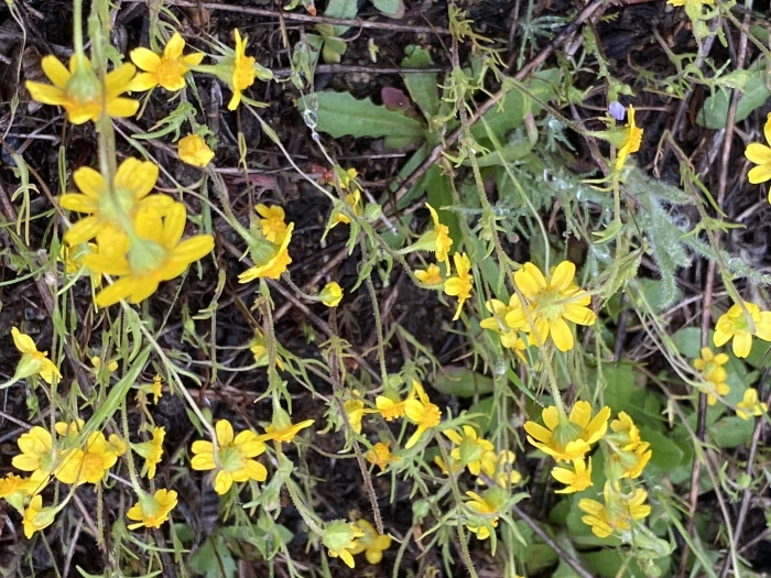 Lasthenia coronaria image