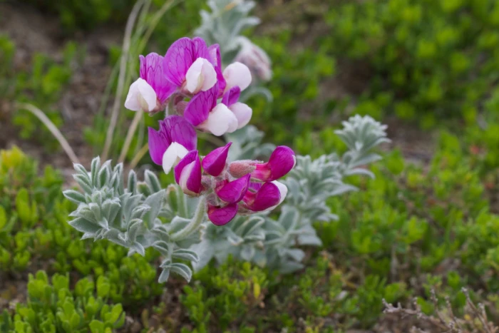 Lathyrus littoralis image
