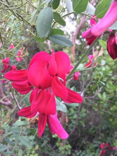 Lathyrus splendens image
