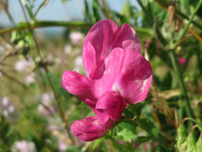 Lathyrus tuberosus image