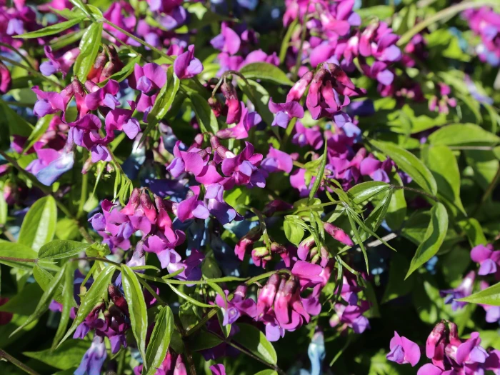 Lathyrus vernus image