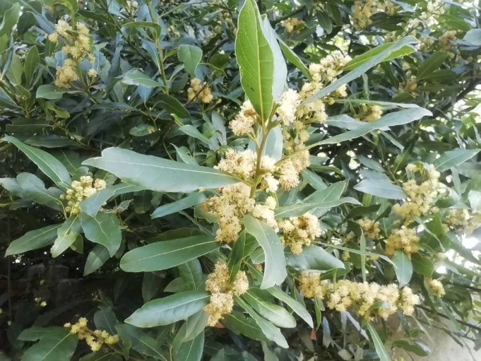 Laurus nobilis image