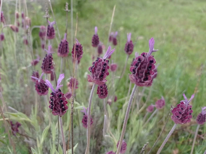 Lavandula pedunculata image