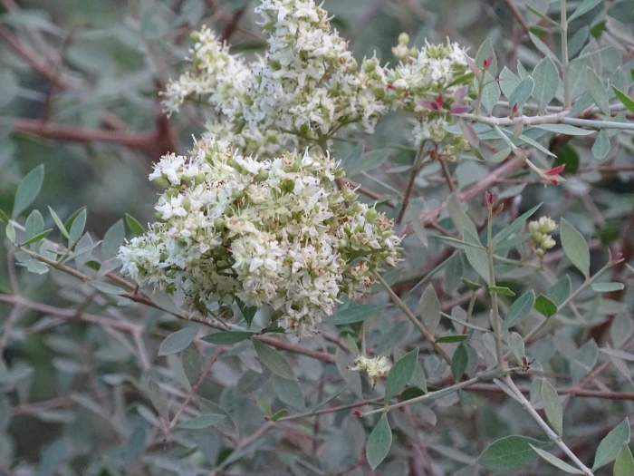 Lawsonia inermis image