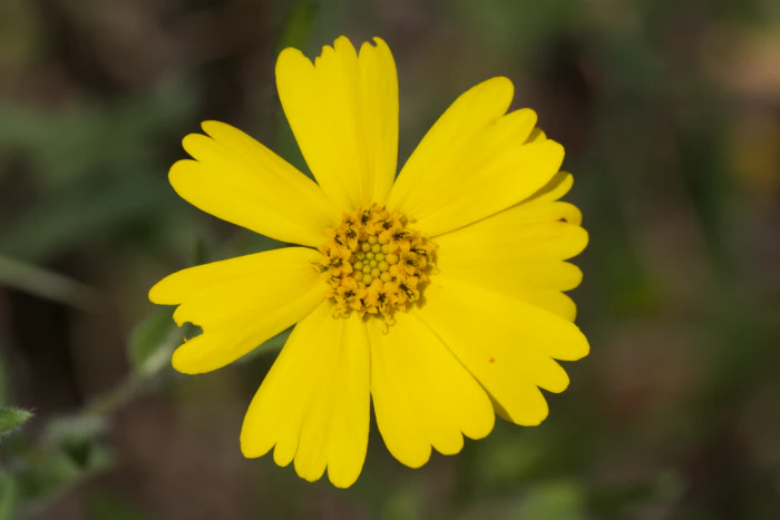 Layia gaillardioides image