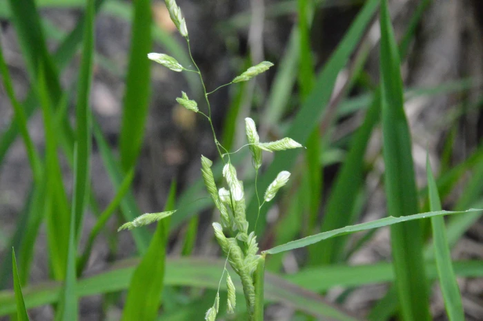 Leersia lenticularis image