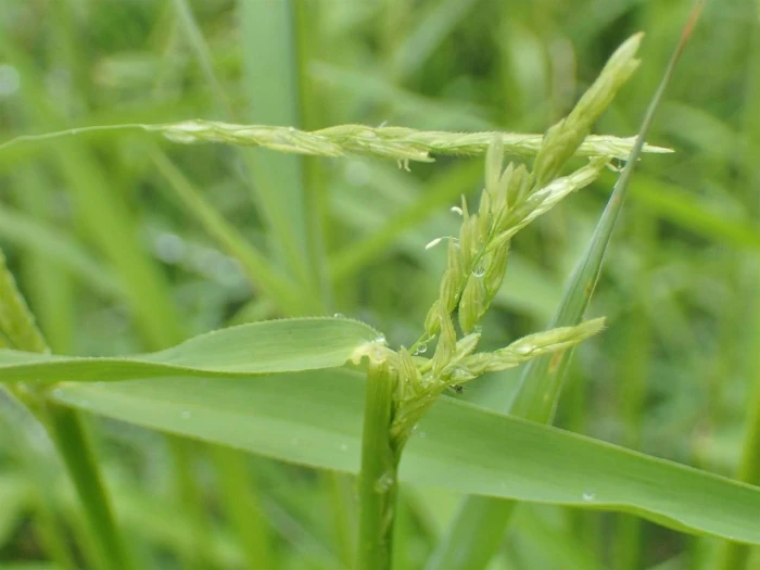 Leersia oryzoides image