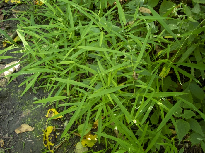 Leersia virginica image