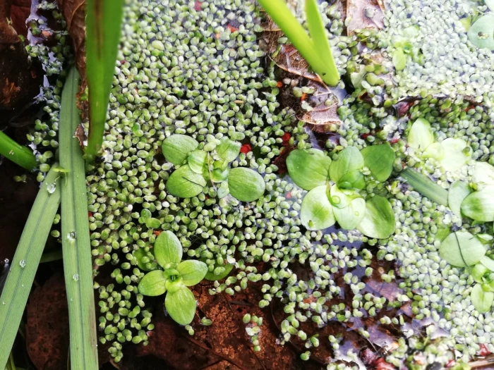 Lemna minuta image
