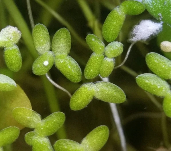 Lemna valdiviana image