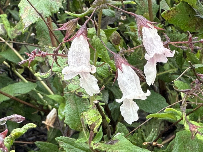 Lepechinia ganderi image