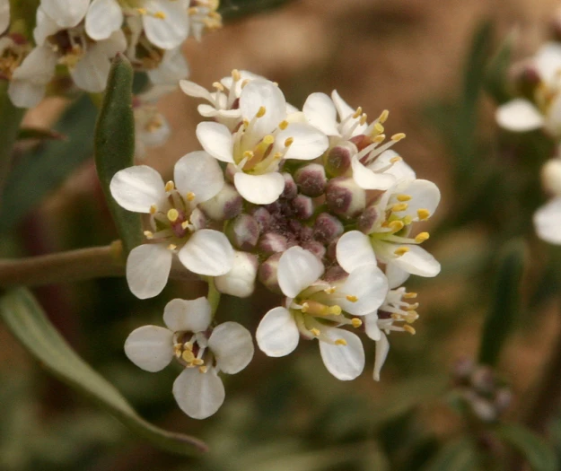Lepidium montanum image