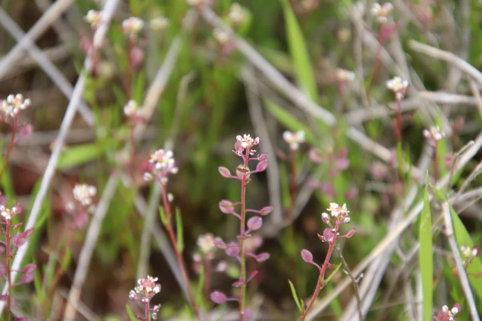 Lepidium nitidum image