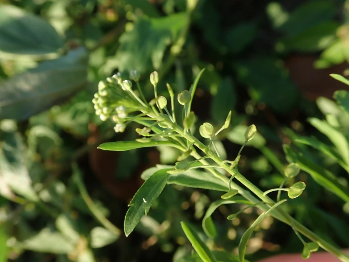 Lepidium virginicum image