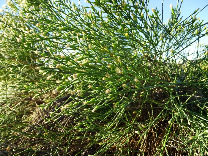 Lepidospartum squamatum image