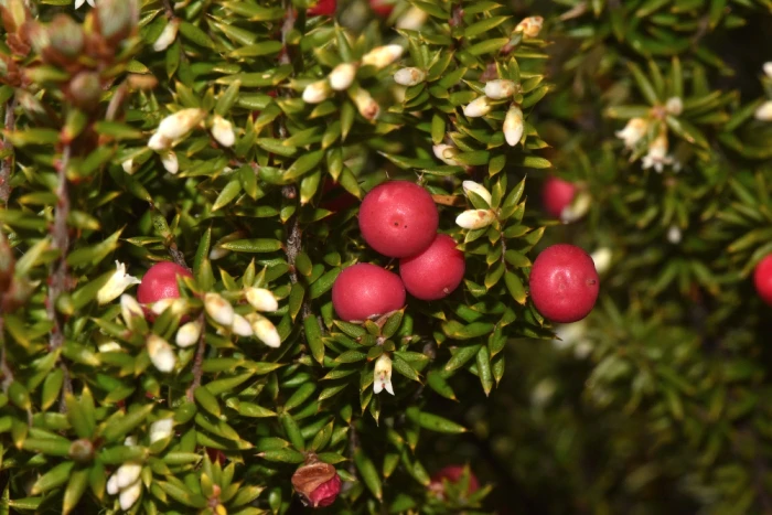 Leptecophylla parvifolia image