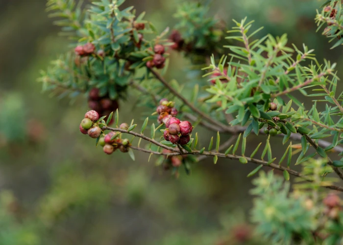 Leptecophylla tameiameiae image