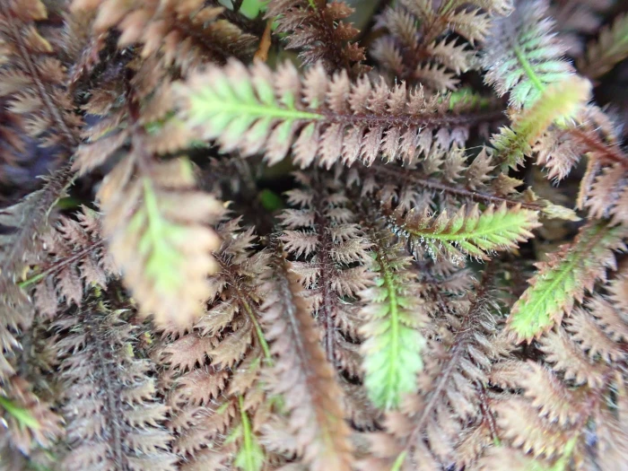 Leptinella squalida image