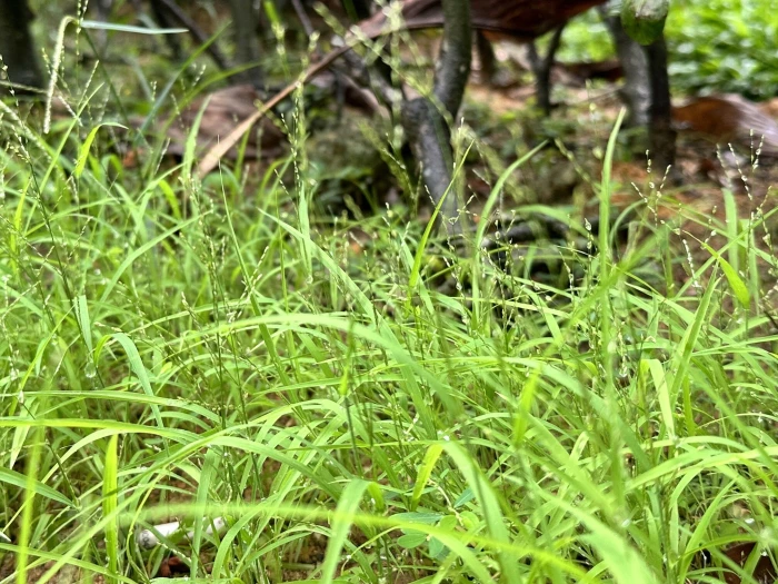 Leptochloa panicea image