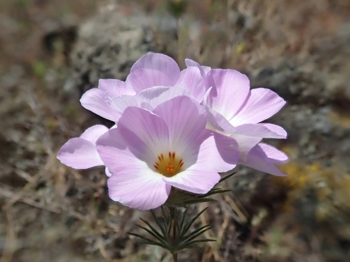Leptosiphon grandiflorus image