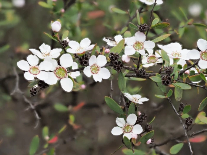 Leptospermum brevipes image