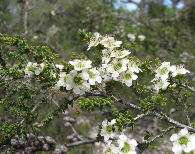 Leptospermum liversidgei image
