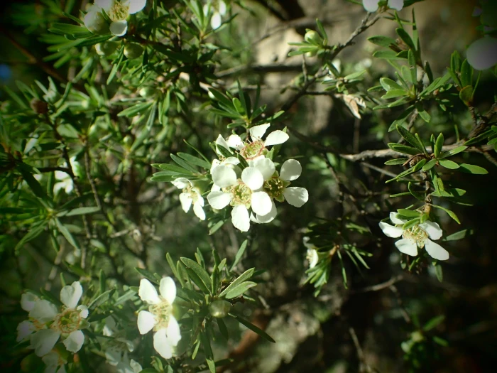 Leptospermum polygalifolium image