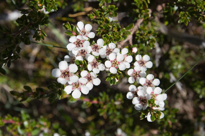 Leptospermum rupestre image