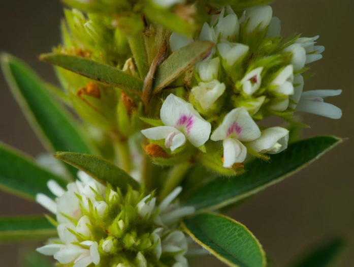 Lespedeza capitata image
